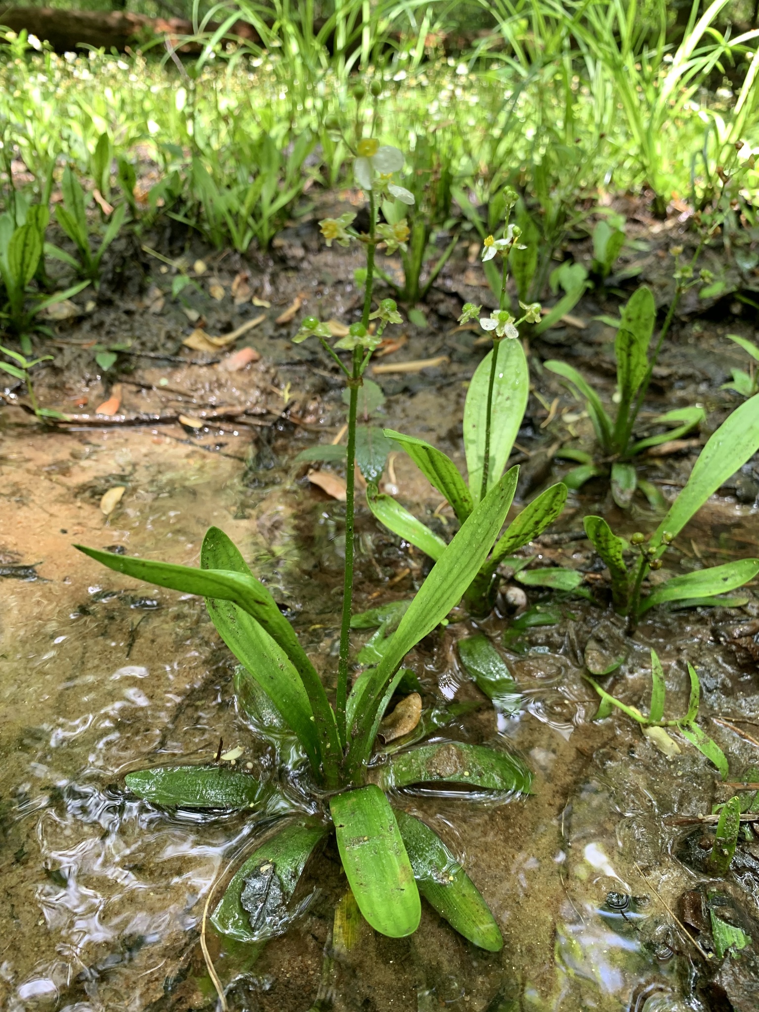 Sagittaria fasciculata