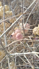 Scutellaria mexicana