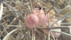 Scutellaria mexicana