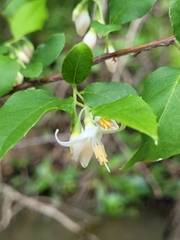 Styrax americanus