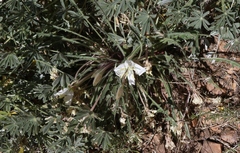 Oenothera cespitosa