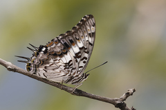 Charaxes achaemenes achaemenes