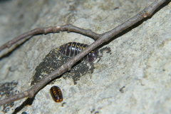 Armadillidium germanicum