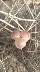 Scutellaria mexicana