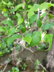 Styrax americanus