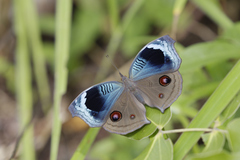 Junonia artaxia