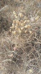 Scutellaria mexicana