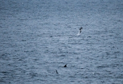 Lagenorhynchus albirostris