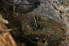 Dendrobates truncatus