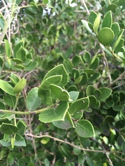 Maytenus procumbens