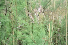 Tamarix