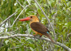 Pelargopsis amauroptera