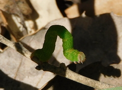 Cyclophora punctaria