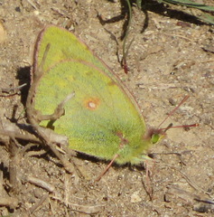 Colias electo electo