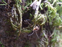 Simitidion simile