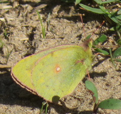 Colias electo electo