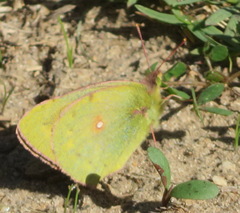 Colias electo electo