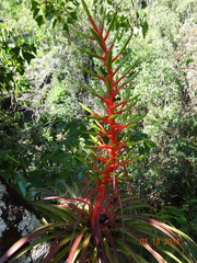 Tillandsia calothyrsus