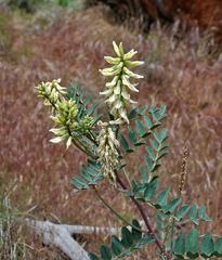Astragalus praelongus