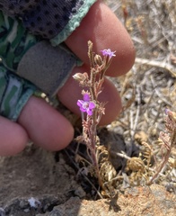 Gilia nevinii