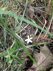 Moehringia lateriflora