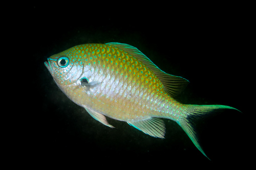 Black -axil chromis (Chromis atripectoralis) — Pomacentridae — 2
