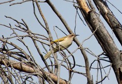 Lichmera indistincta ocularis