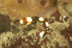 Plectorhinchus vittatus