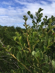 Maytenus procumbens