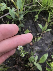 Myosotis verna