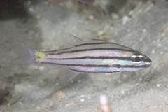 Cheilodipterus isostigma