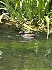 Gallinula chloropus