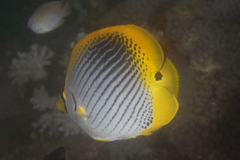 Chaetodon ocellicaudus