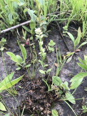 Myosotis verna