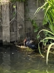 Gallinula chloropus