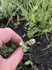Myosotis verna
