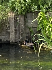 Gallinula chloropus