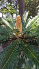Cycas revoluta