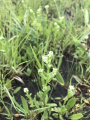Myosotis verna