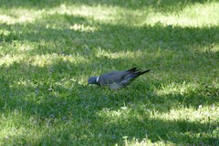 Columba palumbus