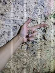 Osteopilus septentrionalis