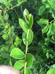 Maytenus procumbens