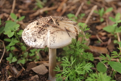 Volvopluteus gloiocephalus
