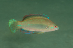 Cirrhilabrus temminckii