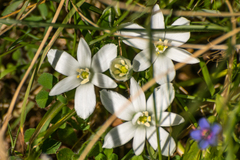 Ornithogalum baeticum