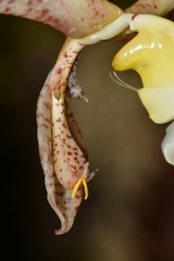 Gongora scaphephorus