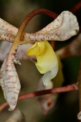 Gongora scaphephorus