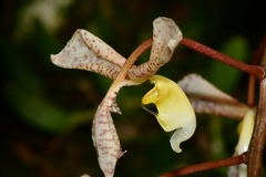 Gongora scaphephorus