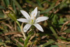Ornithogalum baeticum