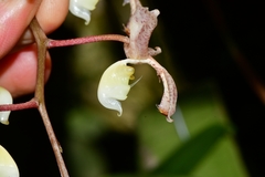 Gongora scaphephorus